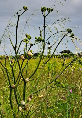 phare du chassiron zone protégée naturellee