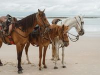 équitation sur la plage île oléron