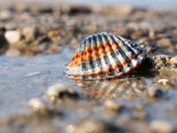 pêche à pied activités slow tourisme oléron